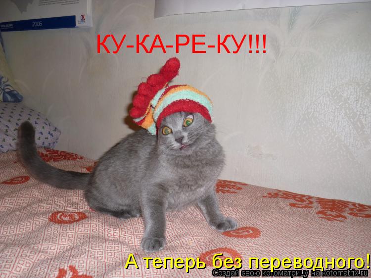 КУ-КА-РЕ-КУ!!! А теперь без переводного!... Котоматрица: КУ-КА-РЕ-КУ!!! А теперь без переводного!