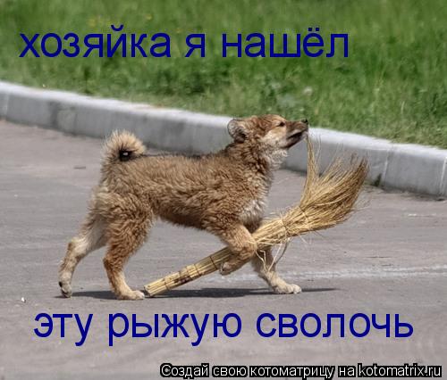 хозяйка я нашёл эту рыжую сволочь... Котоматрица: хозяйка я нашёл эту рыжую сволочь