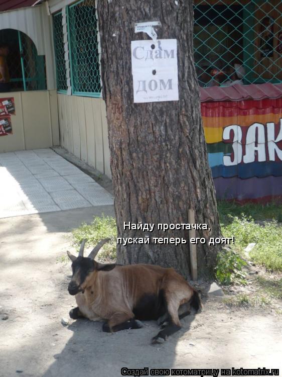 Найду простачка, пускай теперь его доят!... Котоматрица: Найду простачка, пускай теперь его доят!