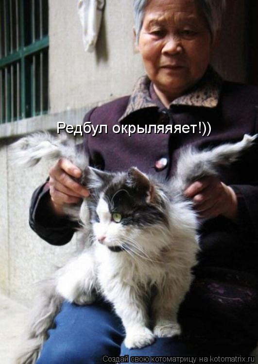 Редбул окрыляяяет!))... Котоматрица: Редбул окрыляяяет!))