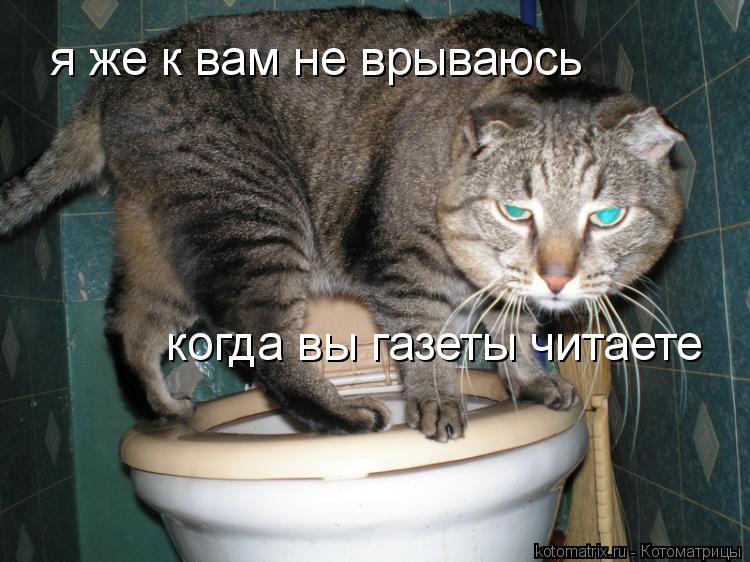 я же к вам не врываюсь когда вы газеты читаете... Котоматрица: я же к вам не врываюсь когда вы газеты читаете