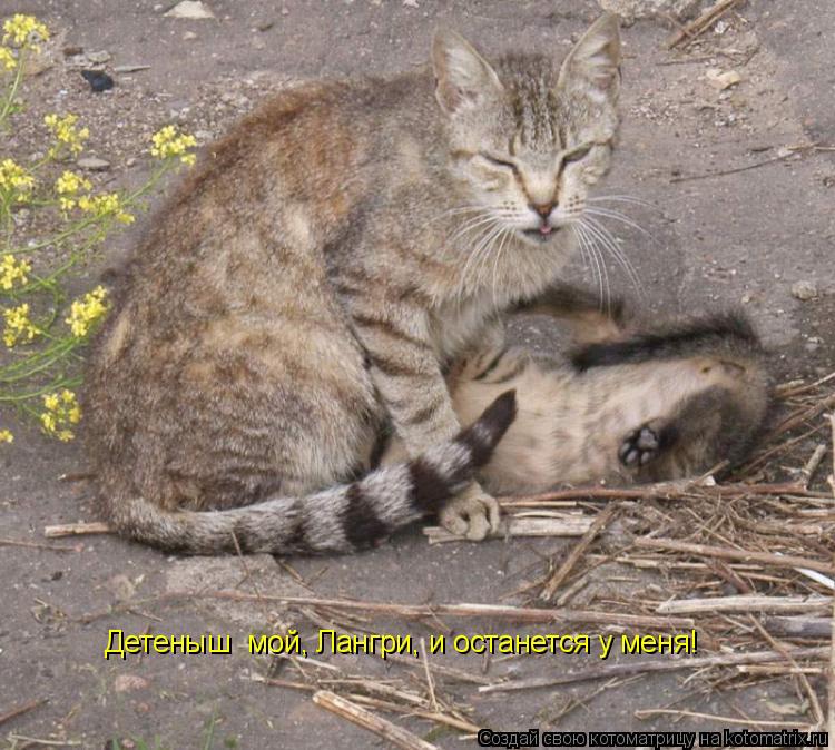 Детеныш мой, Лангри, и останется у меня!... Котоматрица: Детеныш мой, Лангри, и останется у меня!