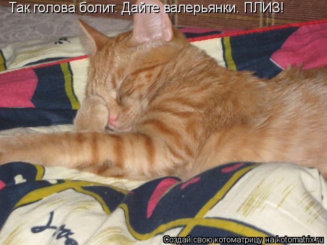 Так голова болит. Дайте валерьянки. ПЛИЗ!... Котоматрица: Так голова болит. Дайте валерьянки. ПЛИЗ!
