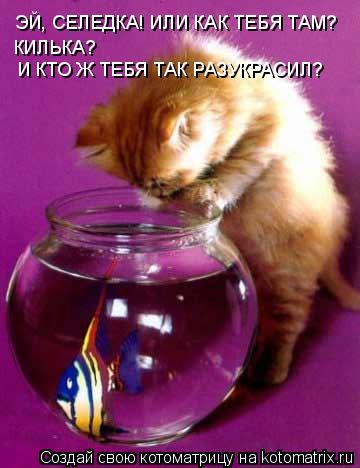 ЭЙ, СЕЛЕДКА! ИЛИ КАК ТЕБЯ ТАМ? КИЛЬКА? И КТО Ж ТЕБЯ ТАК РАЗУКРАСИЛ?... Котоматрица: ЭЙ, СЕЛЕДКА! ИЛИ КАК ТЕБЯ ТАМ? КИЛЬКА? И КТО Ж ТЕБЯ ТАК РАЗУКРАСИЛ?