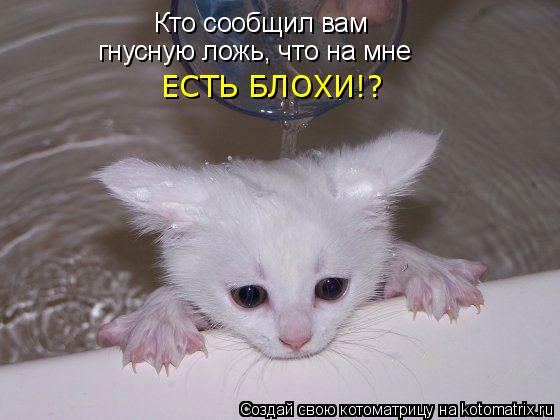 Кто сообщил вам гнусную ложь, что на мне ЕСТЬ БЛОХИ!?... Котоматрица: Кто сообщил вам гнусную ложь, что на мне ЕСТЬ БЛОХИ!?