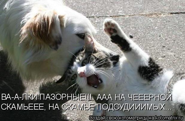 ВА-А-ЛКИ ПАЗОРНЫЕ!!! ААА НА ЧЕЕЕРНОЙ СКАМЬЕЕЕ, НА СКАМЬЕ ПОДСУДИИИМЫХ...... Котоматрица: ВА-А-ЛКИ ПАЗОРНЫЕ!!! ААА НА ЧЕЕЕРНОЙ СКАМЬЕЕЕ, НА СКАМЬЕ ПОДСУДИИИМЫХ...