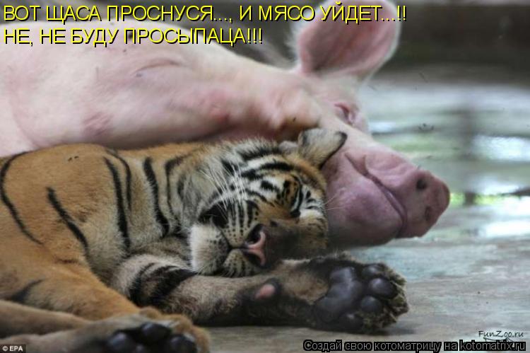 ВОТ ЩАСА ПРОСНУСЯ..., И МЯСО УЙДЕТ...!! НЕ, НЕ БУДУ ПРОСЫПАЦА!!!... Котоматрица: ВОТ ЩАСА ПРОСНУСЯ..., И МЯСО УЙДЕТ...!! НЕ, НЕ БУДУ ПРОСЫПАЦА!!!