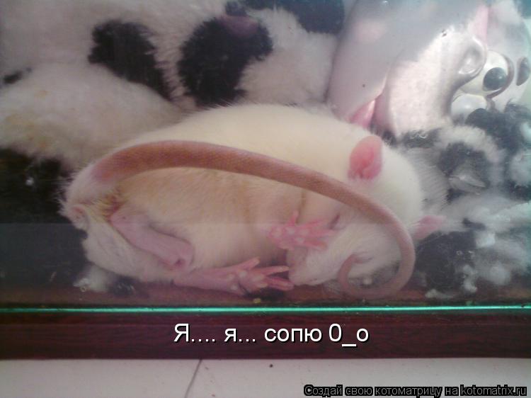 Я.... я... сопю 0_о... Котоматрица: Я.... я... сопю 0_о