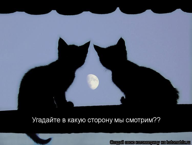 Угадайте в какую сторону мы смотрим??... Котоматрица: Угадайте в какую сторону мы смотрим??