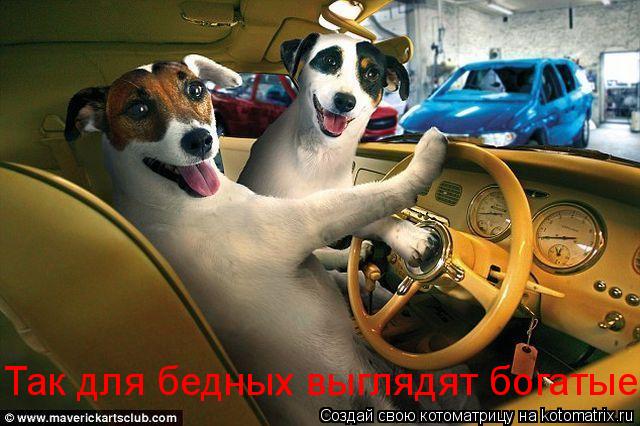 Так для бедных выглядят богатые... Котоматрица: Так для бедных выглядят богатые