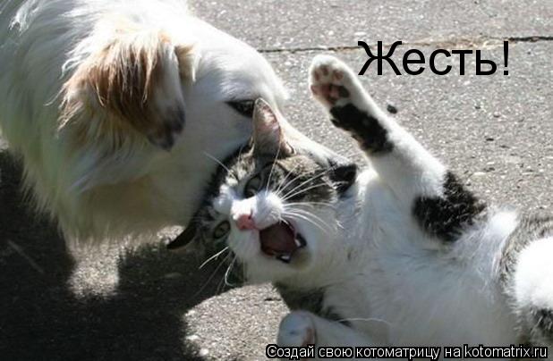 Жесть!... Котоматрица: Жесть!