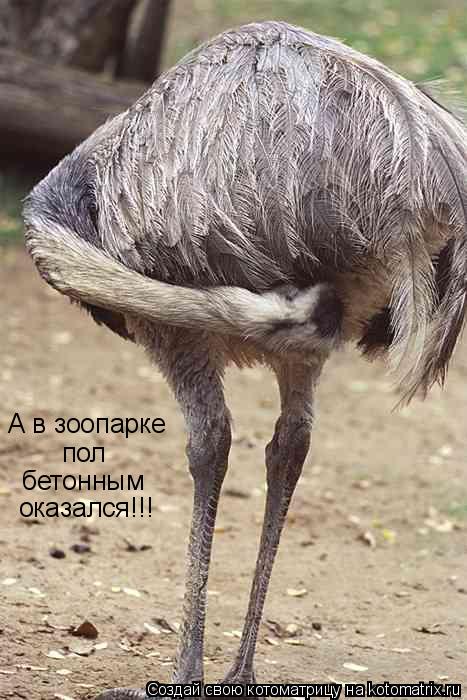 А в зоопарке пол бетонным оказался!!!... Котоматрица: А в зоопарке пол бетонным оказался!!!