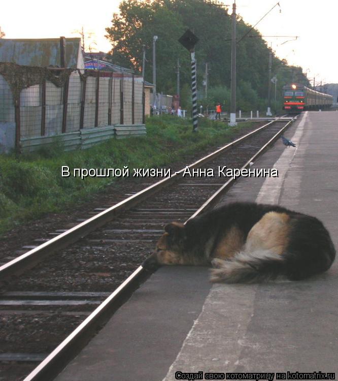 В прошлой жизни - Анна Каренина... Котоматрица: В прошлой жизни - Анна Каренина