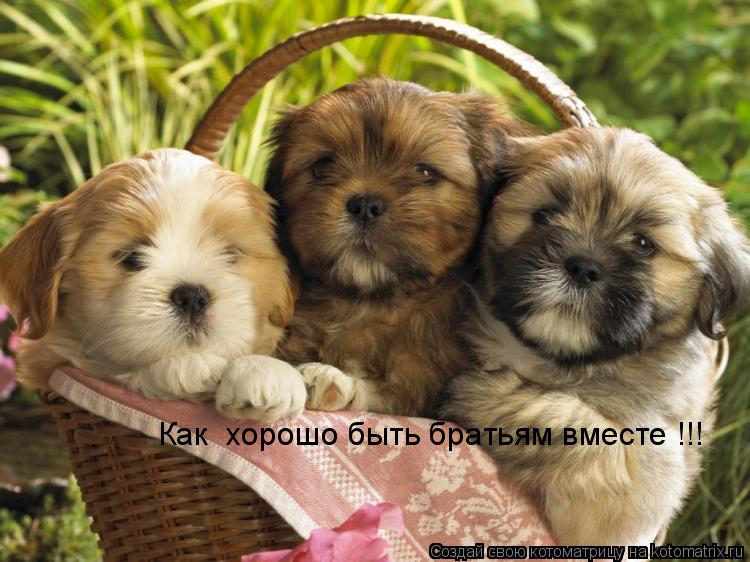 Как хорошо быть братьям вместе !!!... Котоматрица: Как хорошо быть братьям вместе !!!
