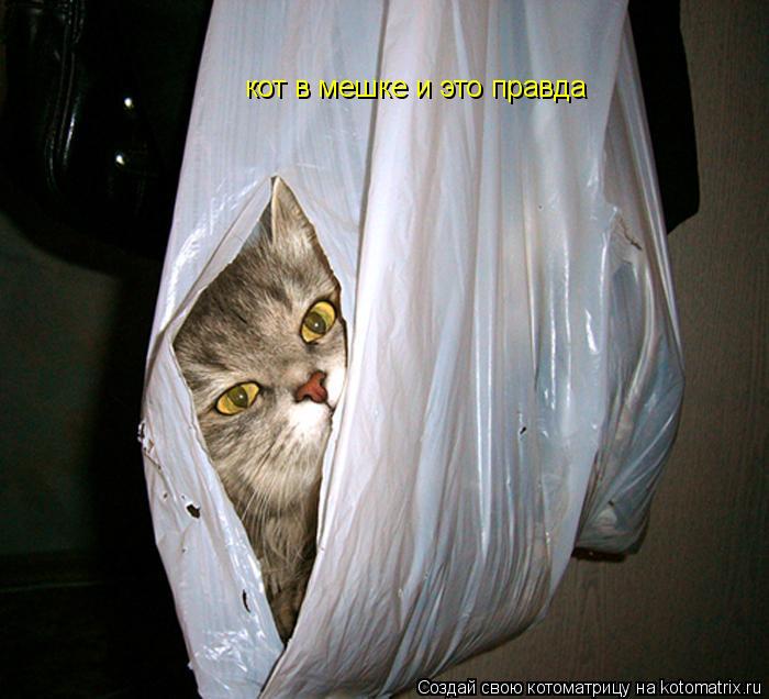 кот в мешке и это правда... Котоматрица: кот в мешке и это правда