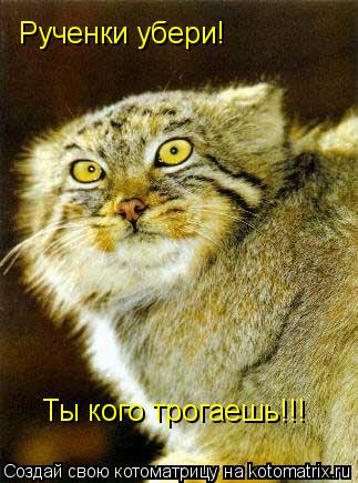 Рученки убери! Ты кого трогаешь!!!... Котоматрица: Рученки убери! Ты кого трогаешь!!!