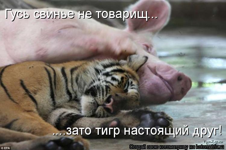 Гусь свинье не товарищ... ....зато тигр настоящий друг!... Котоматрица: Гусь свинье не товарищ... ....зато тигр настоящий друг!