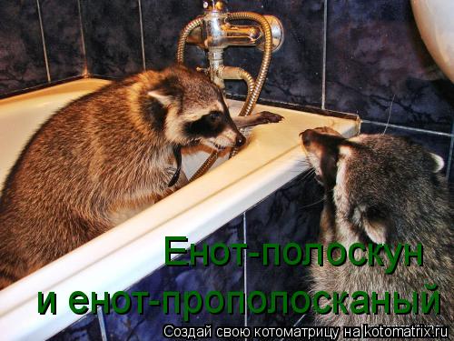 Енот-полоскун и енот-прополосканый... Котоматрица: Енот-полоскун и енот-прополосканый