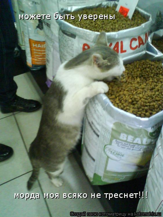 можете быть уверены морда моя всяко не треснет!!!... Котоматрица: можете быть уверены морда моя всяко не треснет!!!