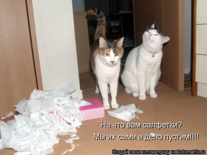 На что вам салфетки? Мы их сами в дело пустим!!!!... Котоматрица: На что вам салфетки? Мы их сами в дело пустим!!!!