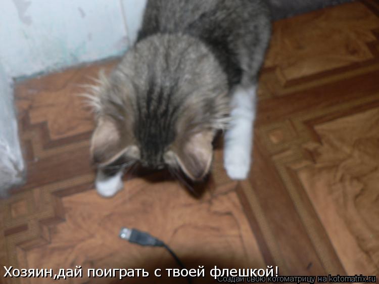 Хозяин,дай поиграть с твоей флешкой!... Котоматрица: Хозяин,дай поиграть с твоей флешкой!