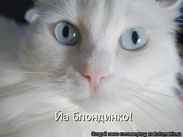 Йа блондинко!... Котоматрица: Йа блондинко!