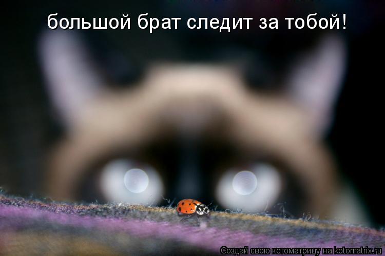 большой брат следит за тобой!... Котоматрица: большой брат следит за тобой!
