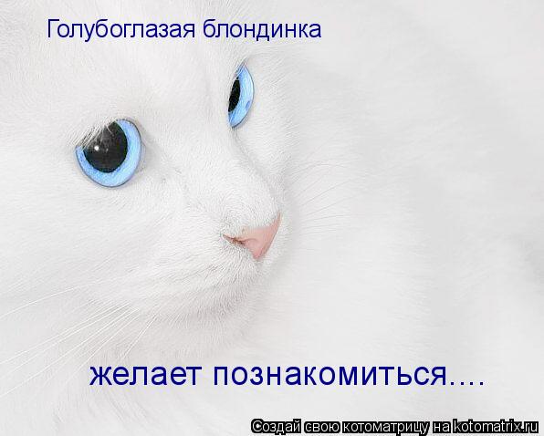 Голубоглазая блондинка желает познакомиться....... Котоматрица: Голубоглазая блондинка желает познакомиться....