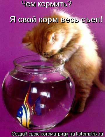 Чем кормить? Я свой корм весь съел!... Котоматрица: Чем кормить? Я свой корм весь съел!