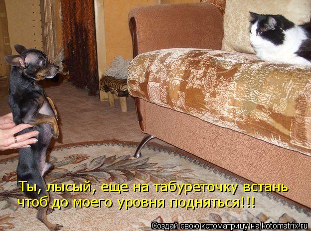 Ты, лысый, еще на табуреточку встань чтоб до моего уровня подняться!!!... Котоматрица: Ты, лысый, еще на табуреточку встань чтоб до моего уровня подняться!!!