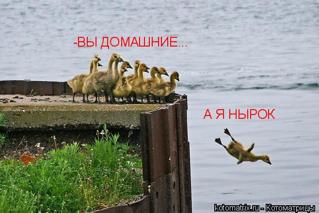 -ВЫ ДОМАШНИЕ... А Я НЫРОК... Котоматрица: -ВЫ ДОМАШНИЕ... А Я НЫРОК