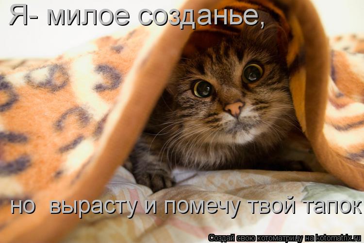 Я- милое созданье, но вырасту и помечу твой тапок... Котоматрица: Я- милое созданье, но вырасту и помечу твой тапок