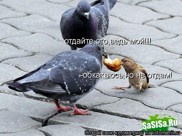 отдайте,это,ведь мой!!! -обкакаюсь,но не отдам!... Котоматрица: отдайте,это,ведь мой!!! -обкакаюсь,но не отдам!