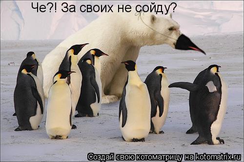 Че?! За своих не сойду?... Котоматрица: Че?! За своих не сойду?