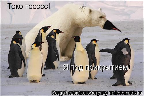 Токо тссссс! Я под прикрытием!... Котоматрица: Токо тссссс! Я под прикрытием!