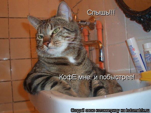 Слышь!!! КофЕ мне, и побыстрее!... Котоматрица: Слышь!!! КофЕ мне, и побыстрее!