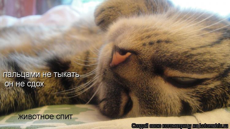 пальцами не тыкать он не сдох животное спит... Котоматрица: пальцами не тыкать он не сдох животное спит
