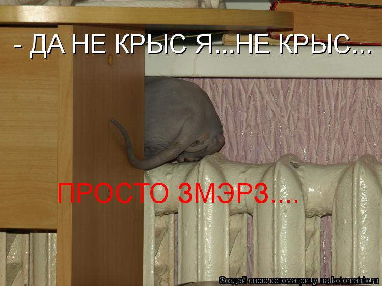 - ДА НЕ КРЫС Я...НЕ КРЫС... ПРОСТО ЗМЭРЗ....... Котоматрица: - ДА НЕ КРЫС Я...НЕ КРЫС... ПРОСТО ЗМЭРЗ....