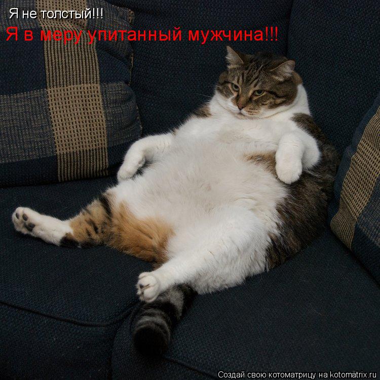 Я не толстый!!! Я в меру упитанный мужчина!!!... Котоматрица: Я не толстый!!! Я в меру упитанный мужчина!!!