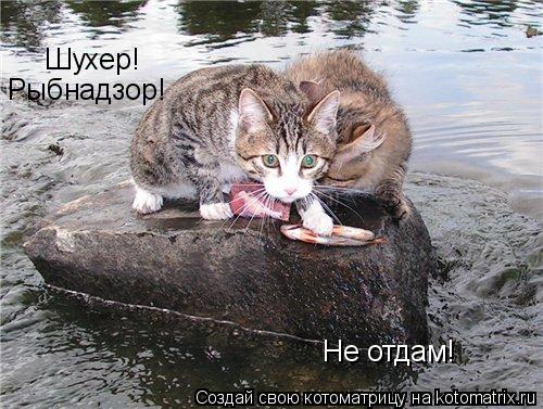 Шухер! Не отдам! Рыбнадзор!... Котоматрица: Шухер! Не отдам! Рыбнадзор!