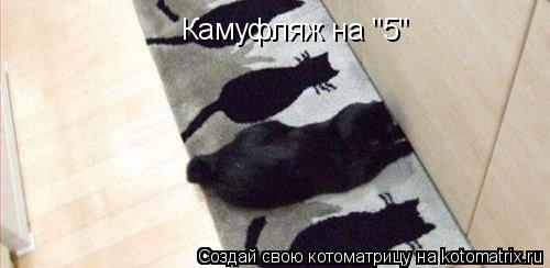 Камуфляж на "5"... Котоматрица: Камуфляж на "5"