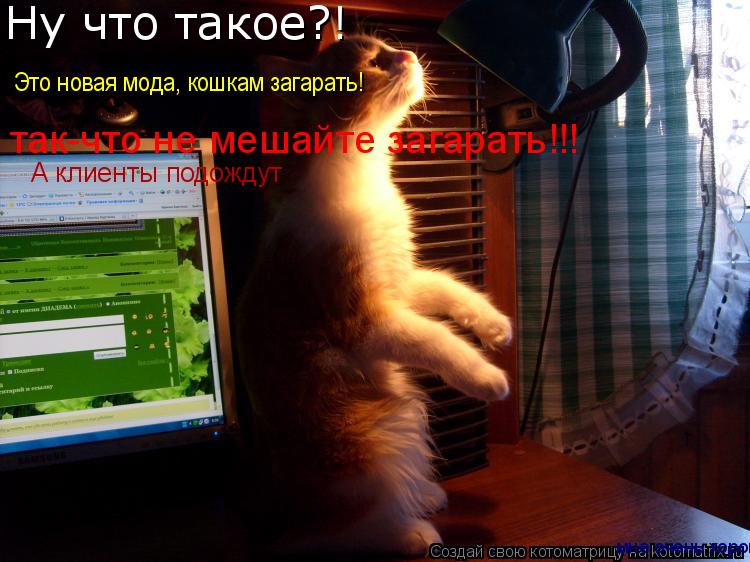 Ну что такое?! мне очень хорошо Это новая мода, кошкам загарать! так-что не мешайте загарать!!! А кли... Котоматрица: Ну что такое?! мне очень хорошо Это новая мода, кошкам загарать! так-что не мешайте загарать!!! А клиенты подождут
