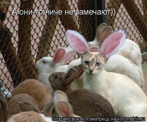 А они-то ниче не замечают))... Котоматрица: А они-то ниче не замечают))