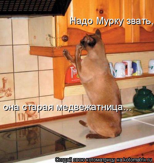 Надо Мурку звать, она старая медвежатница...... Котоматрица: Надо Мурку звать, она старая медвежатница...