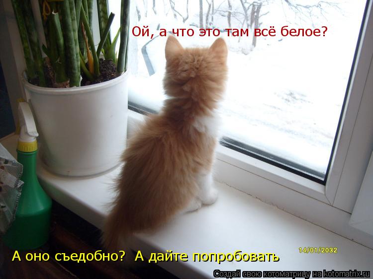 Ой, а что это там всё белое? А оно съедобно? А дайте попробовать... Котоматрица: Ой, а что это там всё белое? А оно съедобно? А дайте попробовать