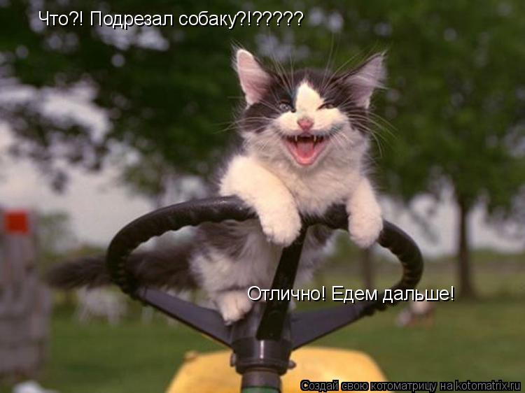 Что?! Подрезал собаку?!????? Отлично! Едем дальше!... Котоматрица: Что?! Подрезал собаку?!????? Отлично! Едем дальше!