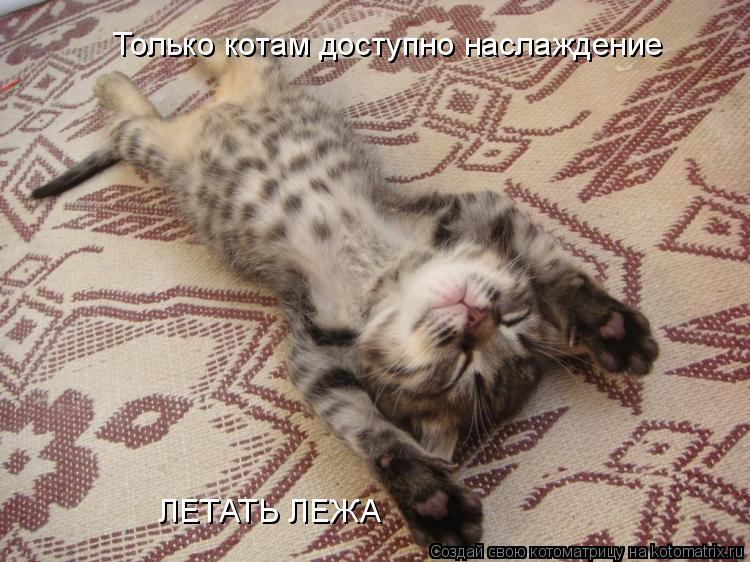 Только котам доступно наслаждение ЛЕТАТЬ ЛЕЖА... Котоматрица: Только котам доступно наслаждение ЛЕТАТЬ ЛЕЖА