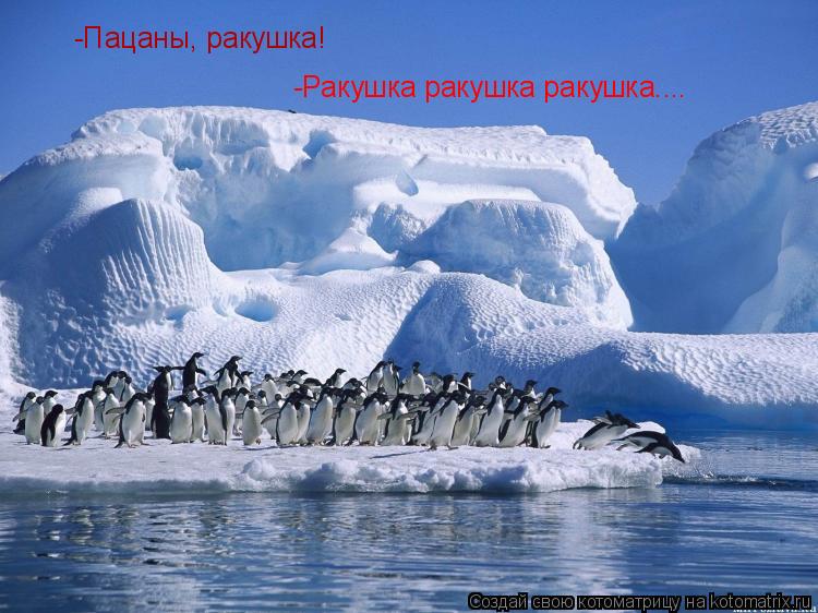 -Пацаны, ракушка! -Ракушка ракушка ракушка....... Котоматрица: -Пацаны, ракушка! -Ракушка ракушка ракушка....