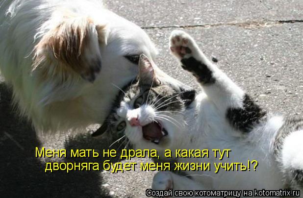Меня мать не драла, а какая тут дворняга будет меня жизни учить!?... Котоматрица: Меня мать не драла, а какая тут дворняга будет меня жизни учить!?