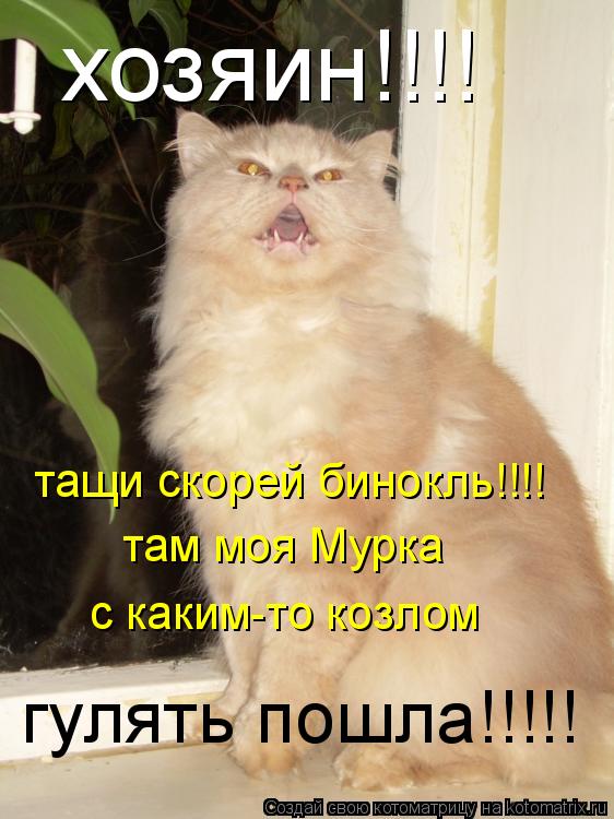 хозяин!!!! тащи скорей бинокль!!!! там моя Мурка с каким-то козлом гулять пошла!!!!!... Котоматрица: хозяин!!!! тащи скорей бинокль!!!! там моя Мурка с каким-то козлом гулять пошла!!!!!